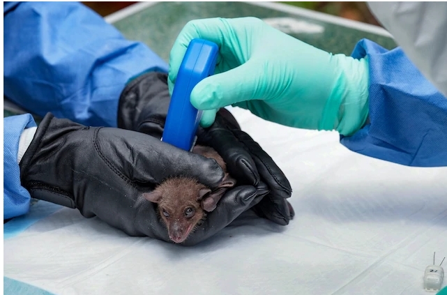 니파바이러스,니파바이러스 국내