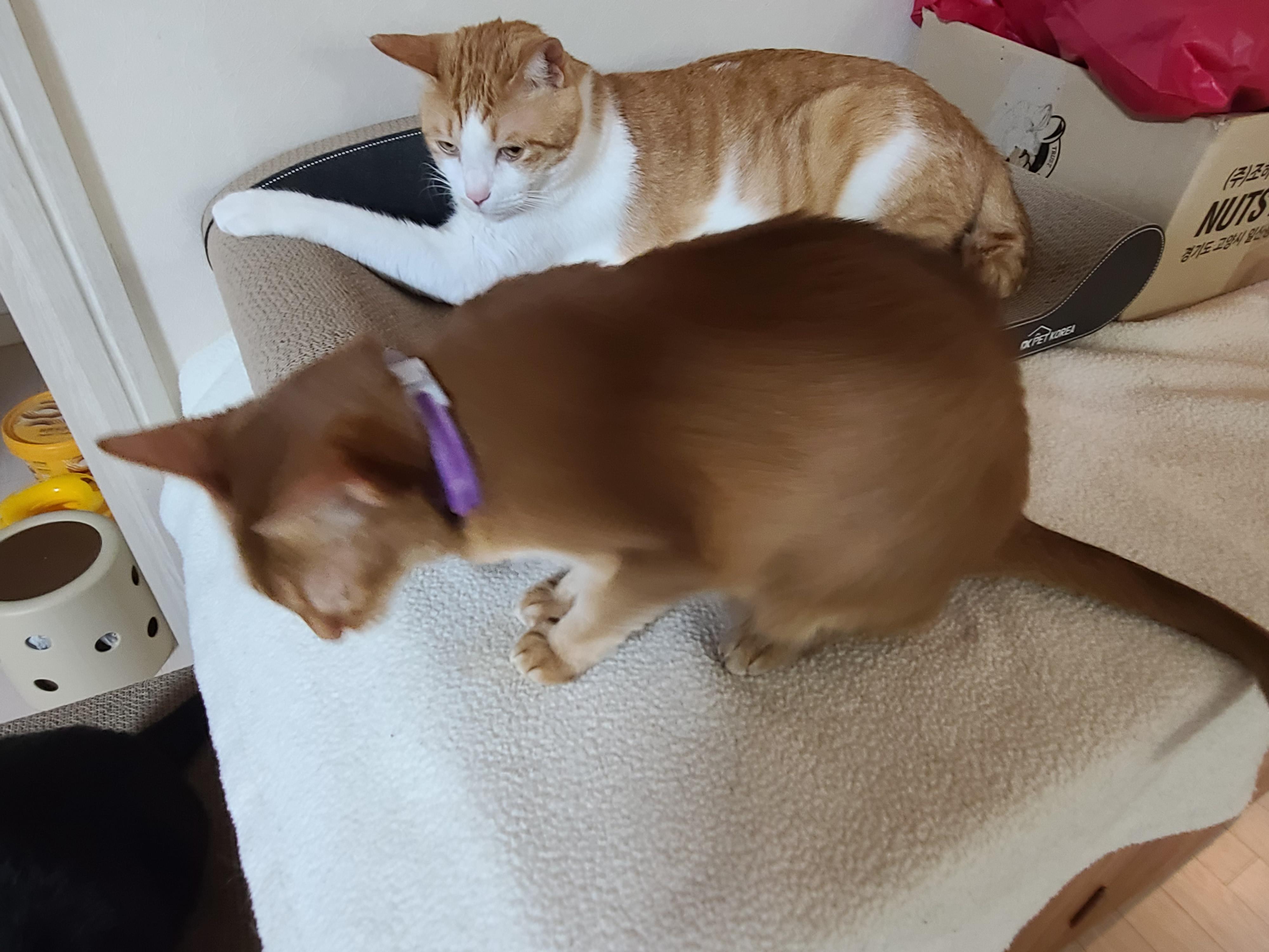 루나의 스트레스 완화를 위해 고양이 스트레스 해소에 도움이 되는 목걸이를 해봤다.