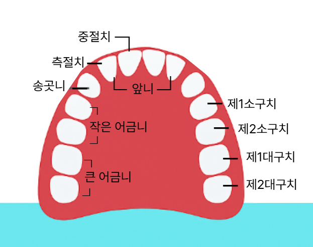 치아 명칭 사진