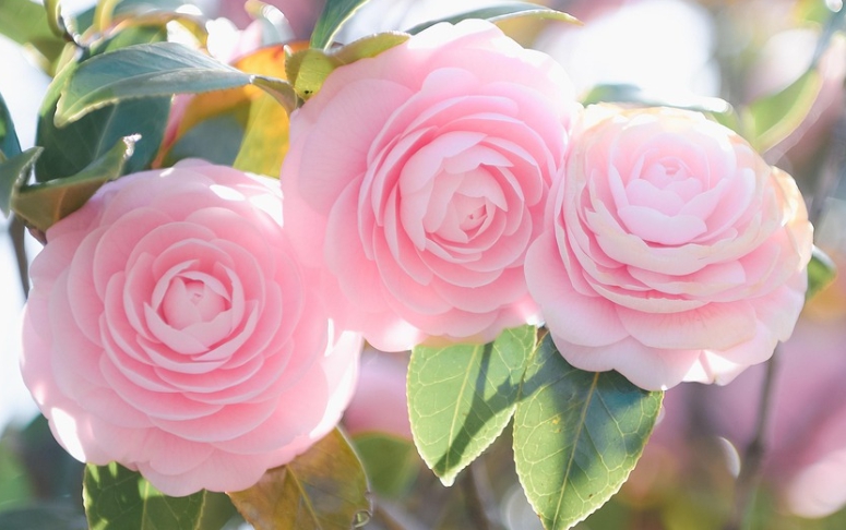 겨울 꽃 동백나무