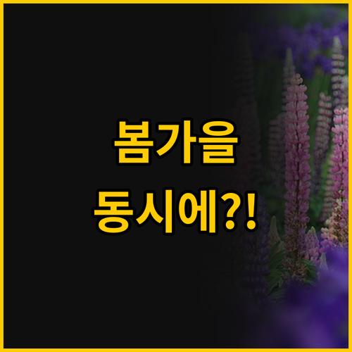 루피너스 꽃밭과 와인 농장 투어 뉴질..