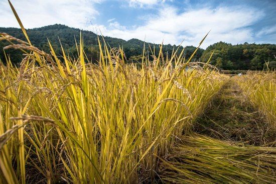 공익직불금 신청