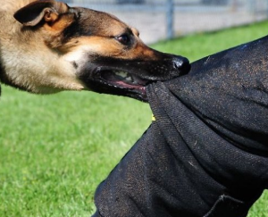 강아지 나오는 꿈 물리는 꿈