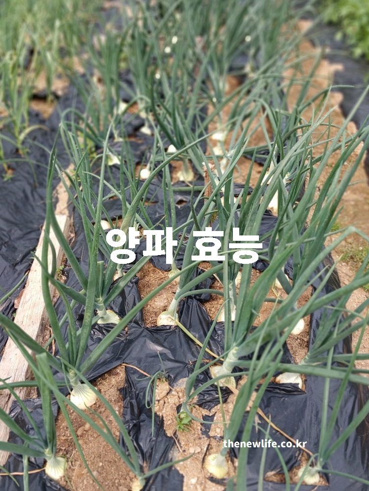 텃밭에서 자라고 있는 신선한 양파와 중앙에 적힌 양파 효능 텍스트