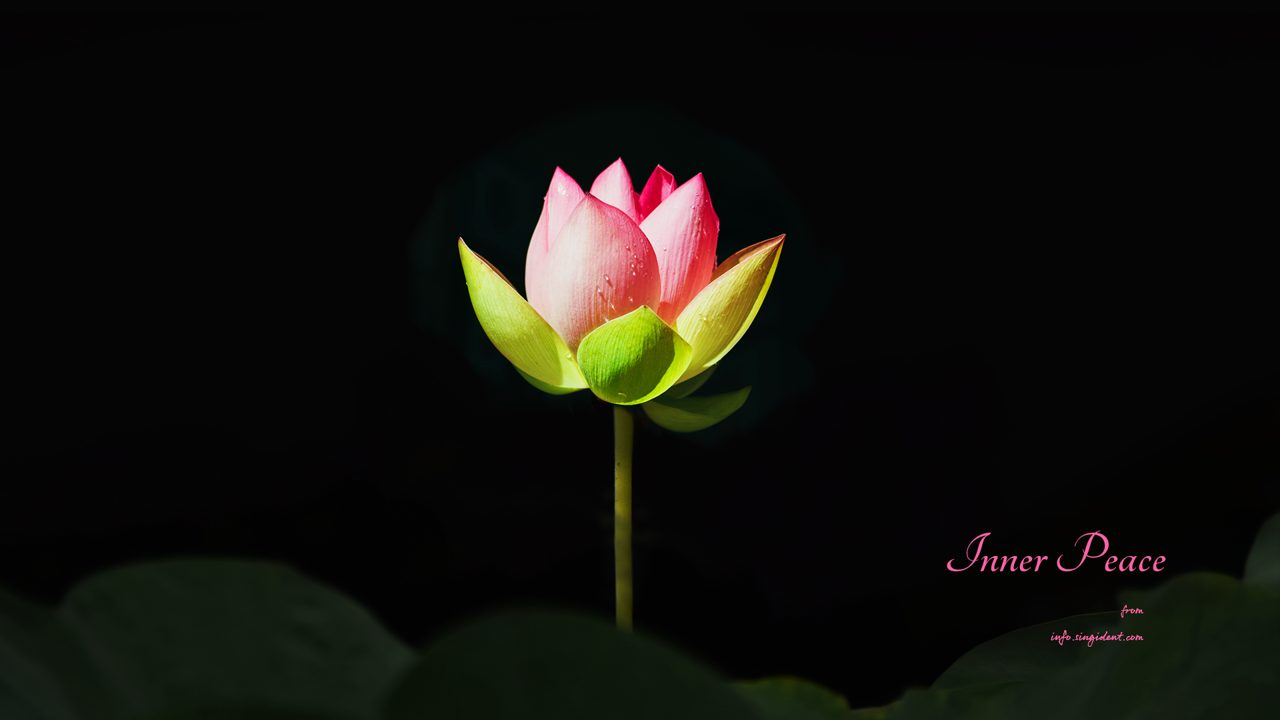 13 연꽃 검정배경 C - Inner Peace 연꽃배경화면