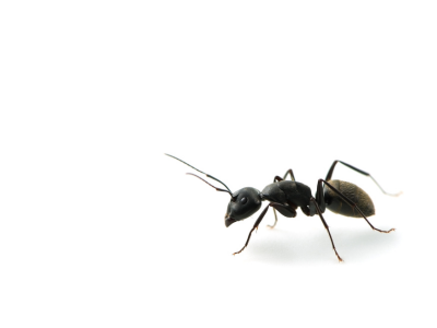 개미를 죽이는 꿈 해몽 꿈해석 의미 풀이