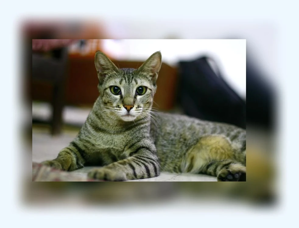 반려묘 입양_1_subsection