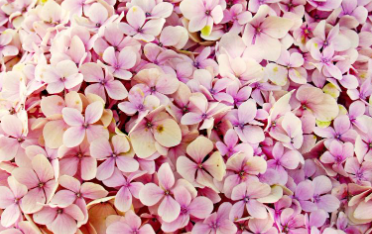 울산 장생포 수국축제