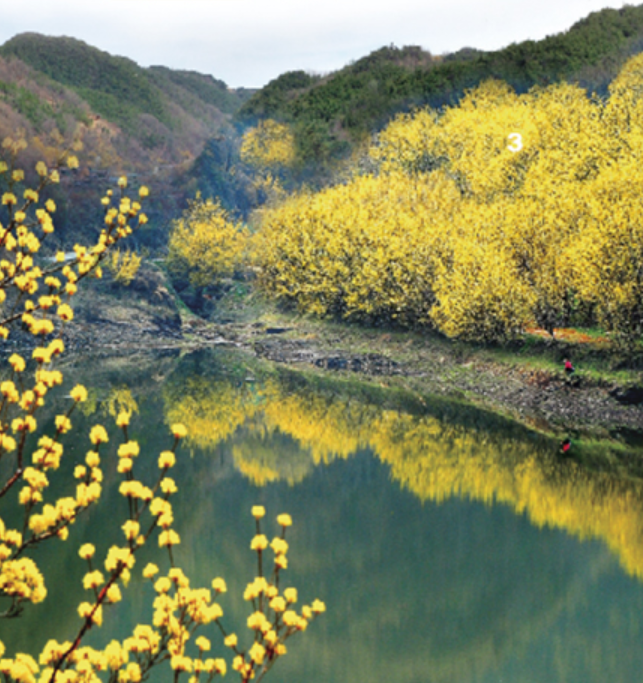 의성 산수유 축제