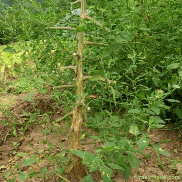 해열작용에 좋은 명아주