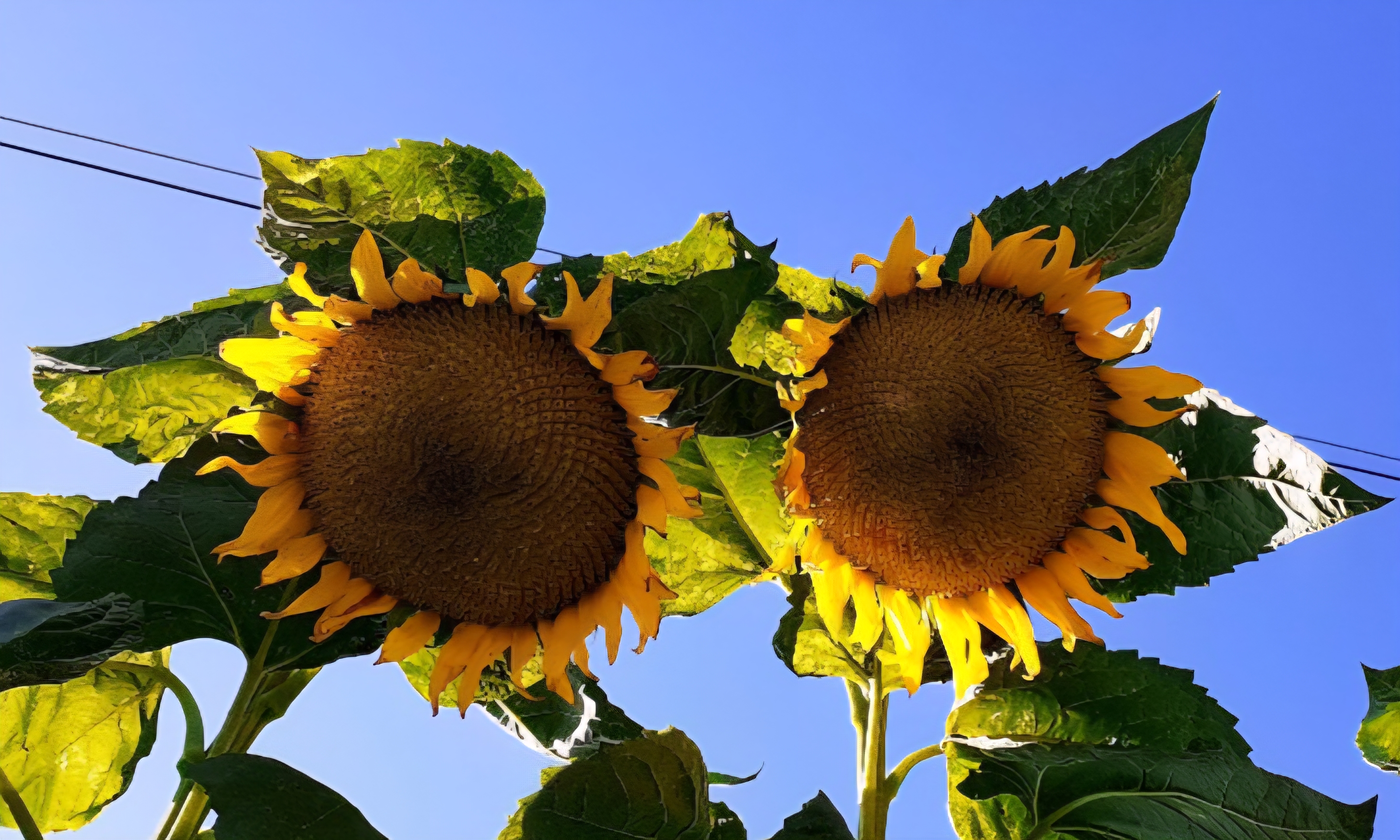 맑은 하늘 아래 해바라기 두 송이