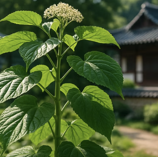 땅두릅모종, 언제 심어야 가장 잘 자랄까? (식재 시기)