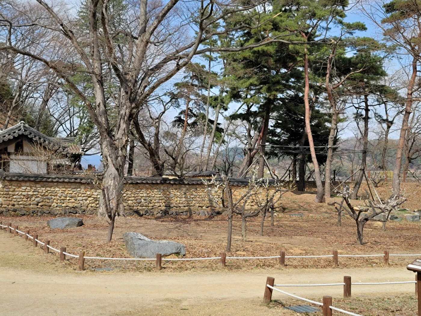 성주 회연서원 매화꽃