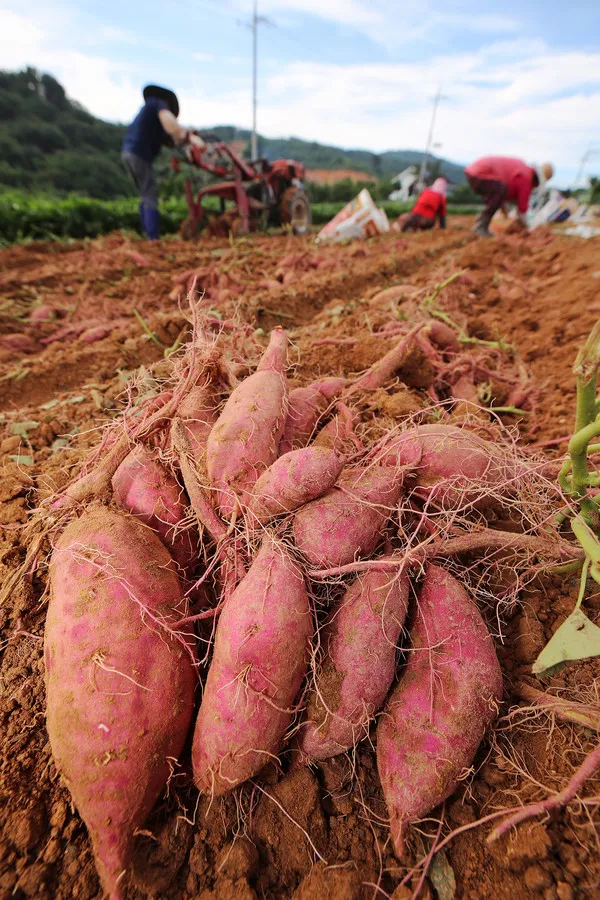 중부지방 고구마 수확시기 핵심 체크_6