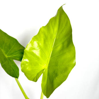 알로카시아 키우는법 번식 꽃 키우기