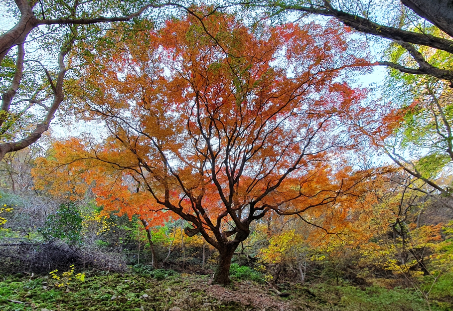 내장산 단풍절정시기