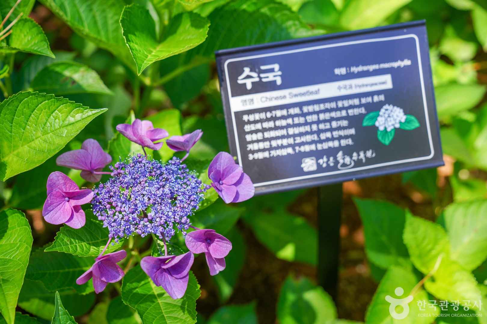 솔향수목원