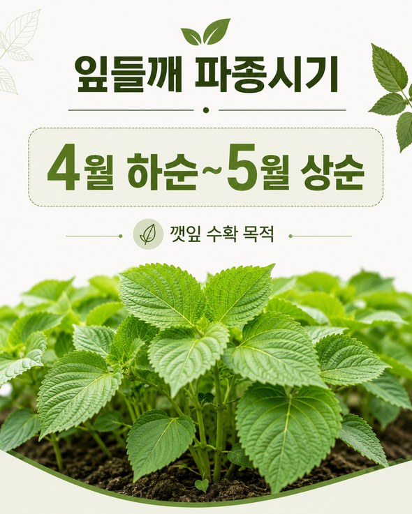 들깨 파종시기