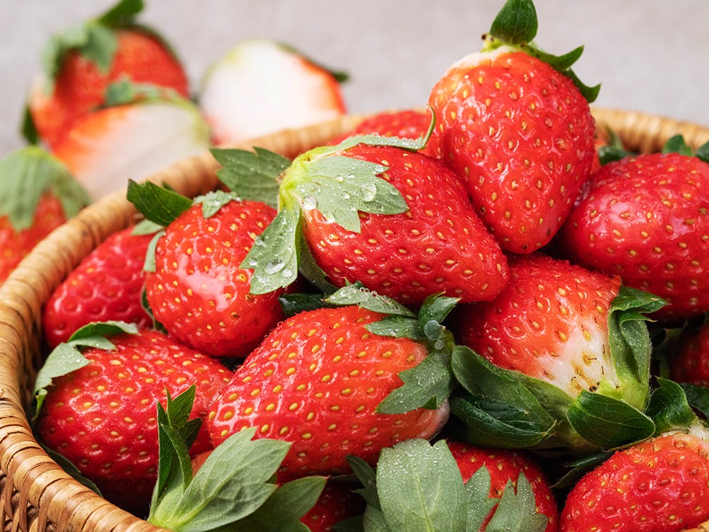 6시내고향 전남 화순 딸기 파는 곳 전국 택배 온라인 전화 주문 체험 학습 추천