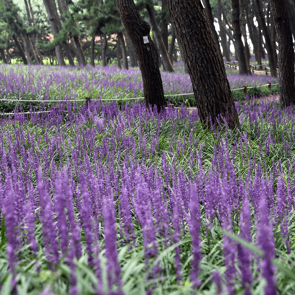 장항 맥문동 꽃 축제 송림자연휴양림