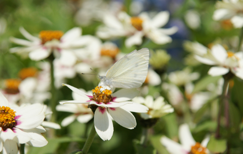 2024 함평 나비축제 