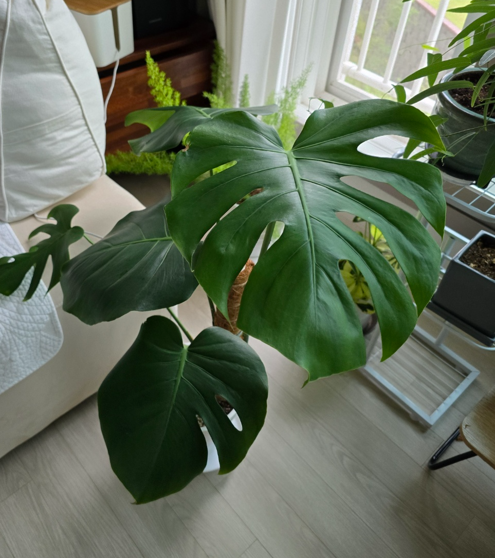 몬스테라