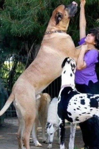 말인지-개인지-모를정도로-큰-개가-주인-어깨를-짚고-서있는-모습