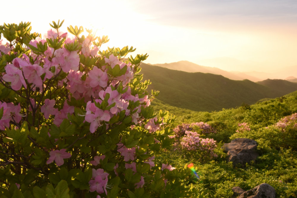 영주 소백산철쭉제(1)