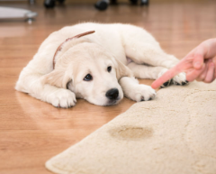 배변훈련 중 래브라도