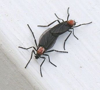 러브버그 퇴치방법