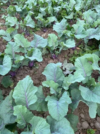 콜라비 재배 모종 선택 빛 관리 당도 높이기_7