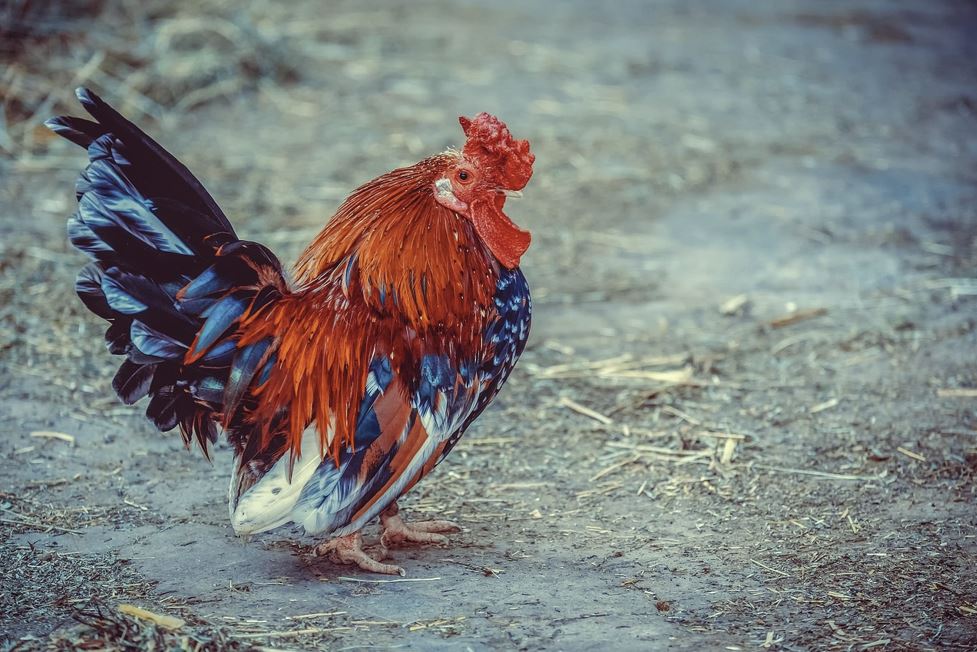 2026년 신년 운세 총정리 (12띠 상세해설)