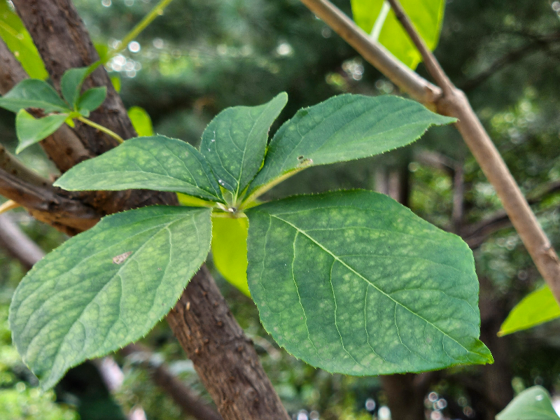 오갈피나무 잎1