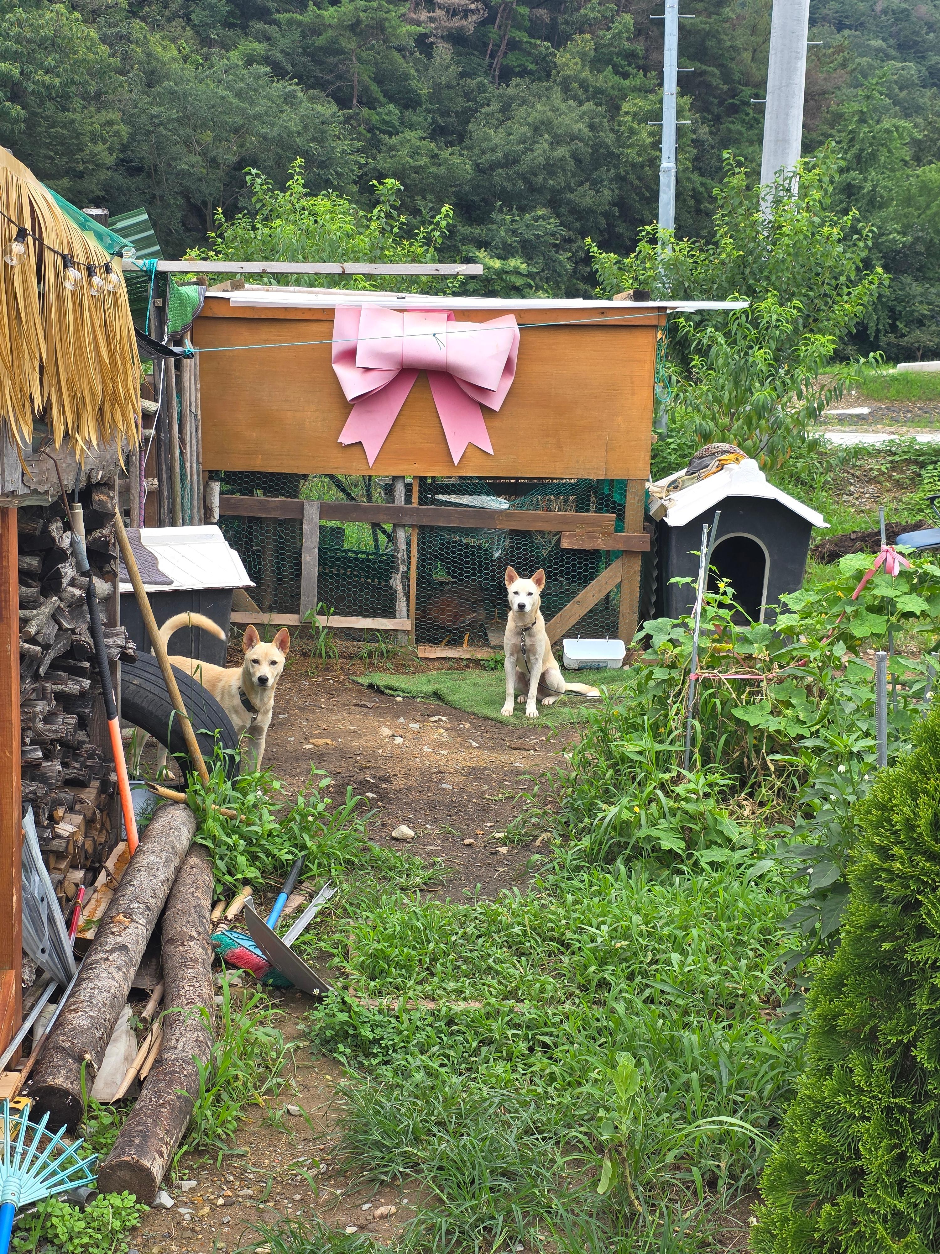 펜션에 있는 강아지 두마리