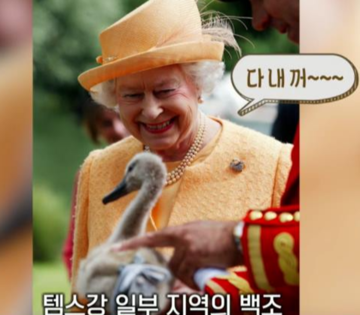 템스강의 백조와 새 조류&#44; 어류 모두 여왕의 것이라고