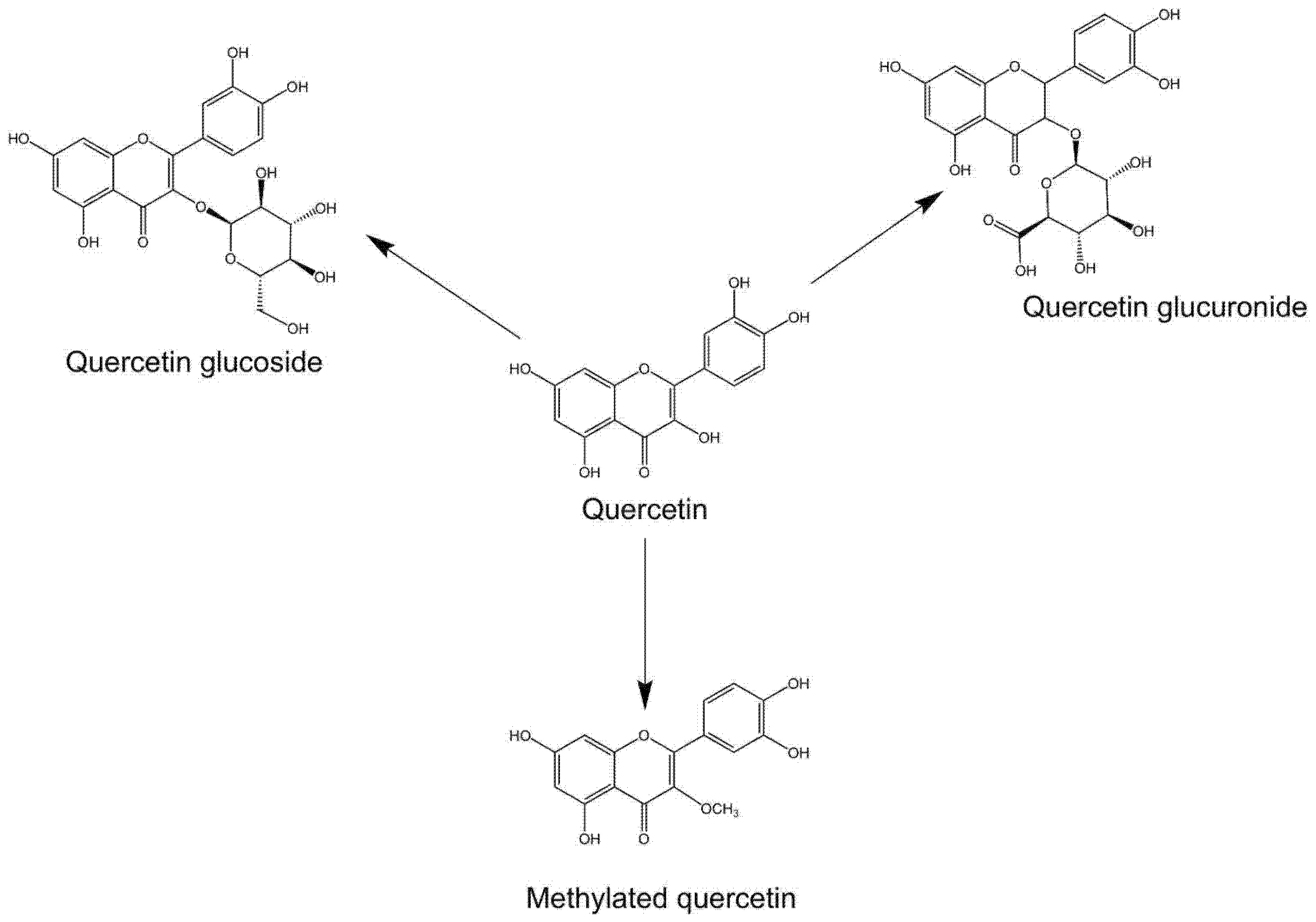 퀘르세틴 효능부족 현상복용방법 시기부작용많은 음식적정량 안내_2