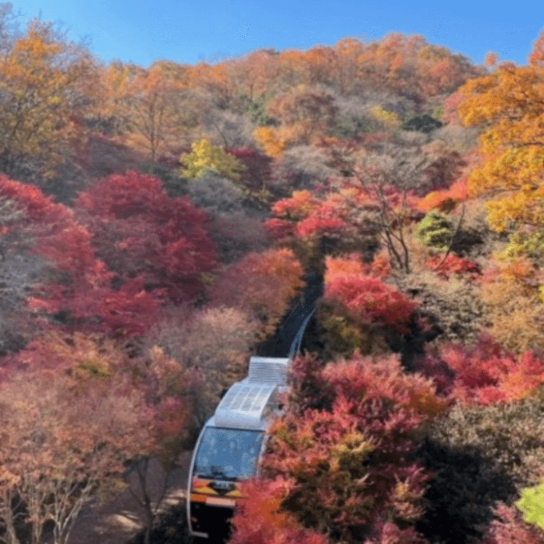 전주한옥마을 봄꽃축제