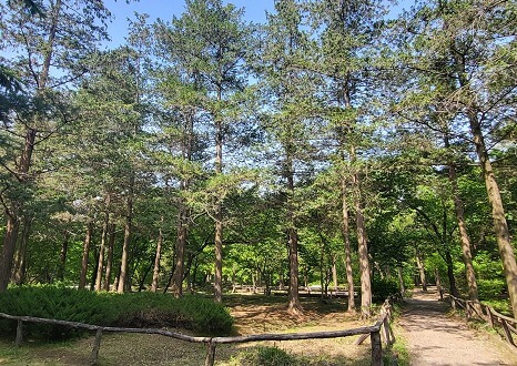 오산 물향기수목원 수국