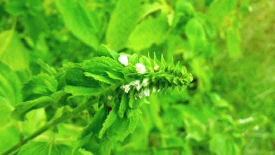 들깨재배법-들깨꽃-피는시기-개화시기-수확시기