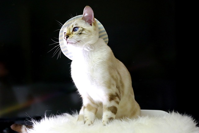  벵갈 고양이