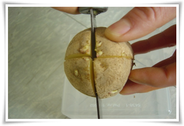 텃밭관리 "2월~3월 감자 심기" 슬기로운 전원생활 완벽 가이드!