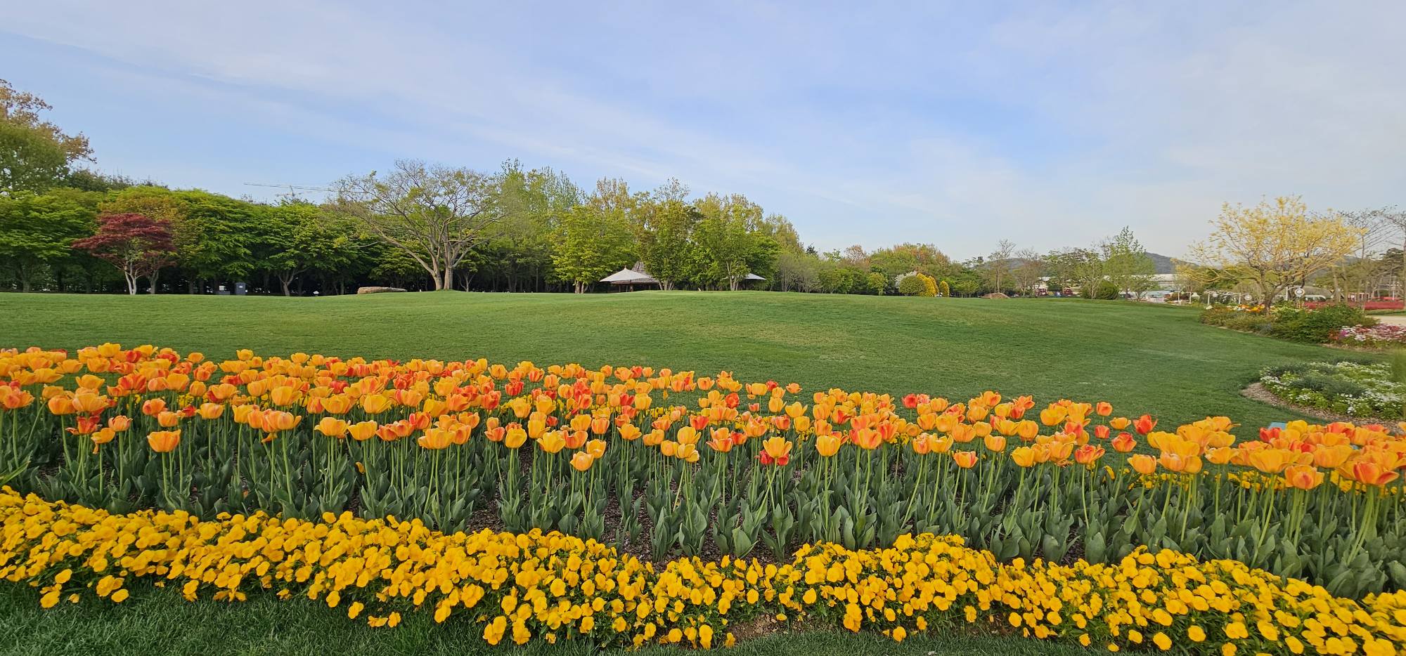 순천만국가정원 봄 28만 평 봄꽃 명소
