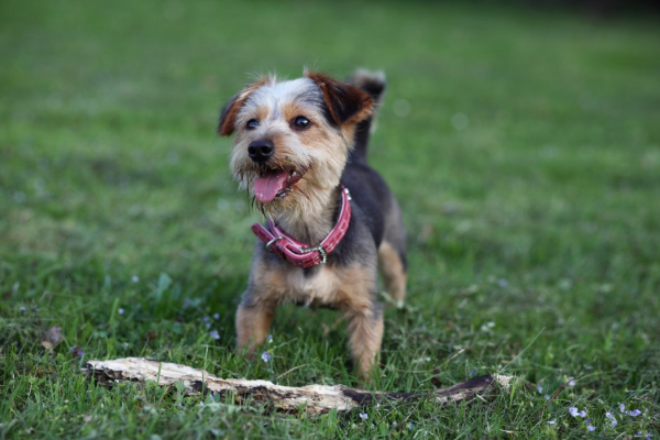 산책중인 강아지