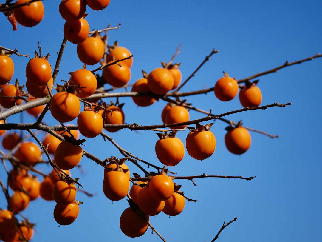 Persimmon