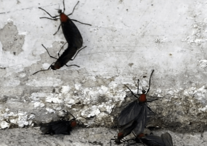 하얀 벽면에 붙은 러브버그 2마리의 근접 이미지