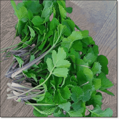 어수리순 먹는법과 주의점