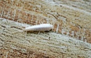 좀벌레 생기는 원인과 퇴치법 하얀벌레 제거 방법_4