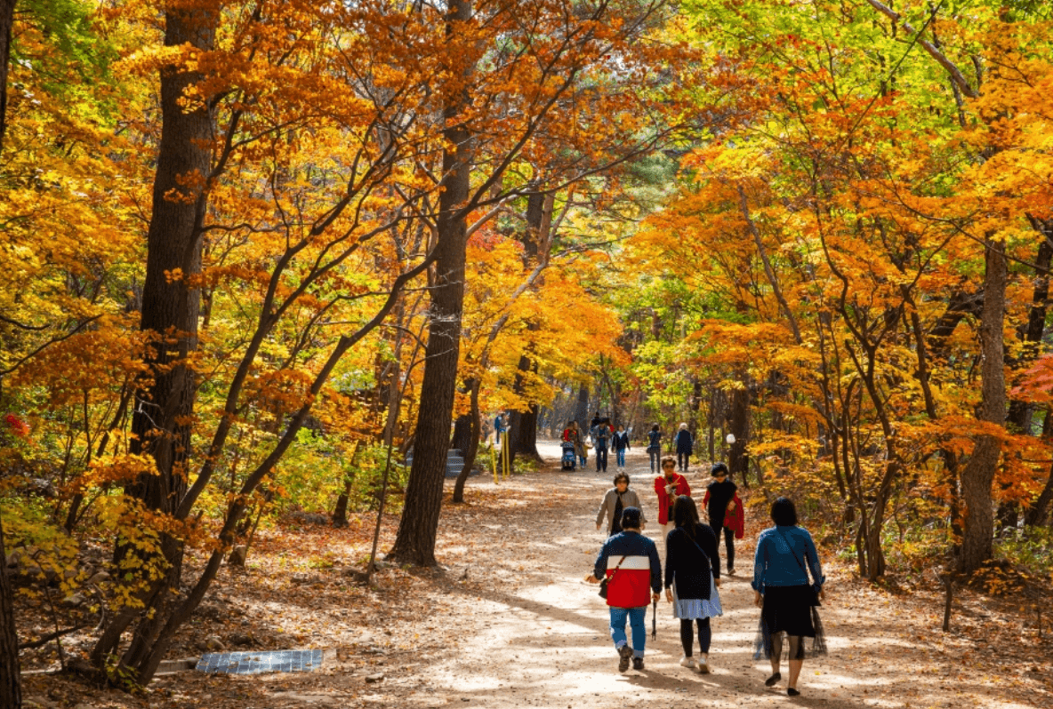 홍천 은행나무숲 단풍