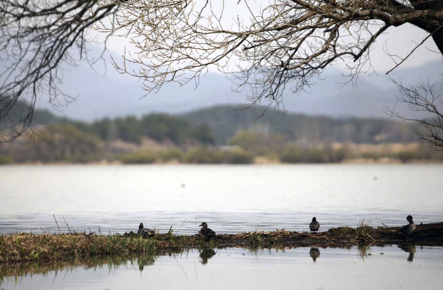 경남 창녕 우포늪 전경