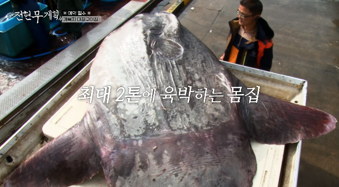 개복치